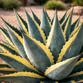 Agave Americana
