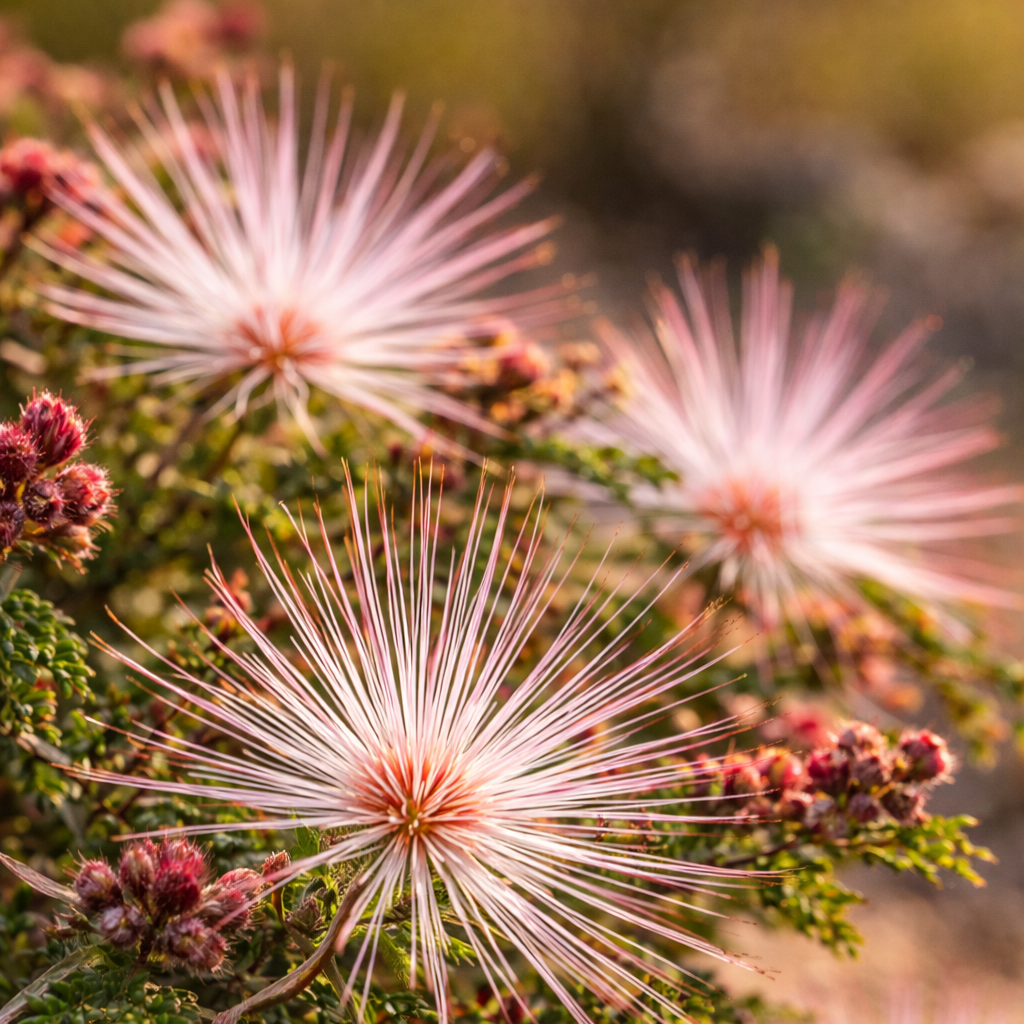 Baja Fairy Duster