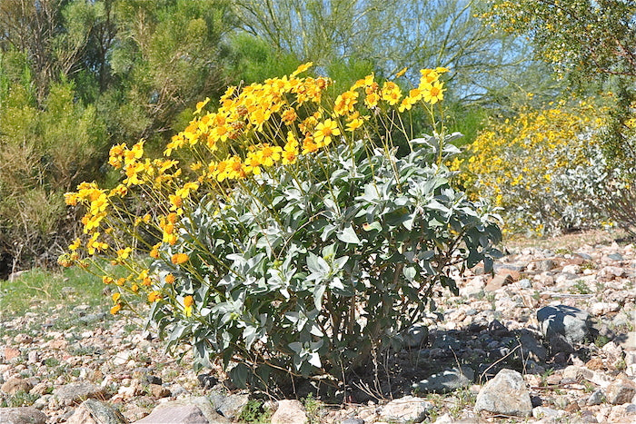 Brittlebush