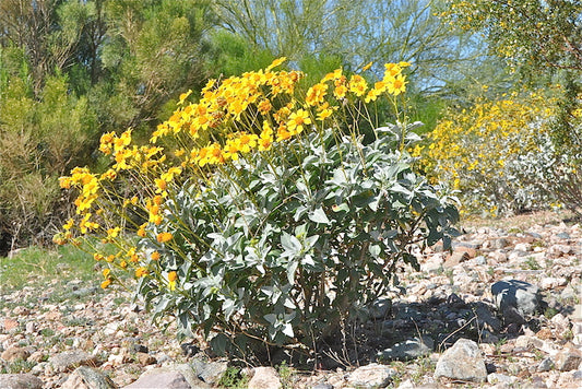 Brittlebush