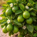 Dwarf Lime Tree