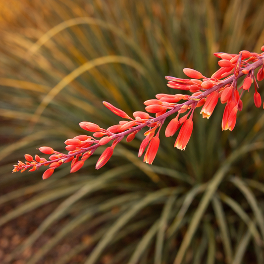 Desert Bloom Hesperaloe