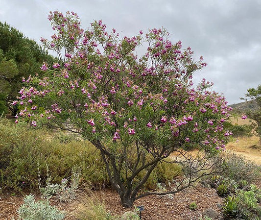 Desert Willow