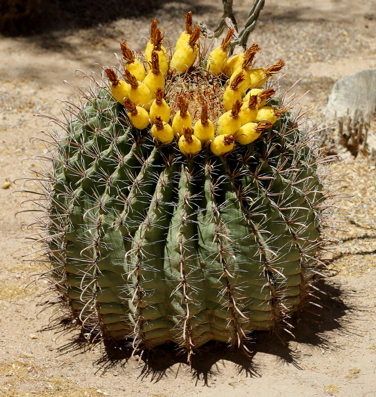 Fishhook Barrel Cactus