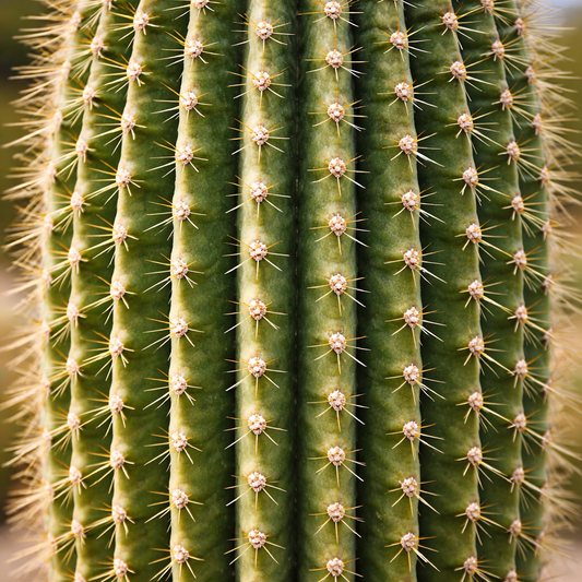Saguaro
