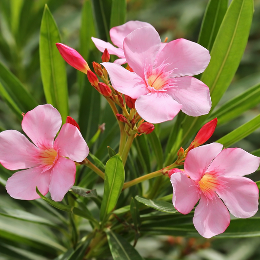 Desert Bloom Dwarf Oleander