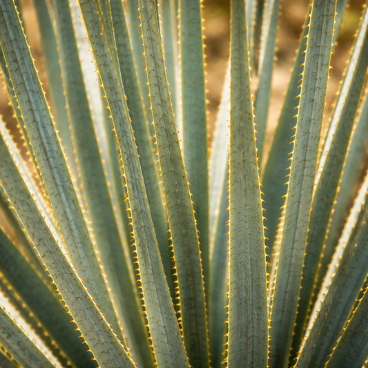 Thorned Desert Spoon