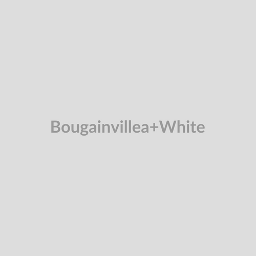 Bougainvillea White