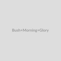 Bush Morning Glory