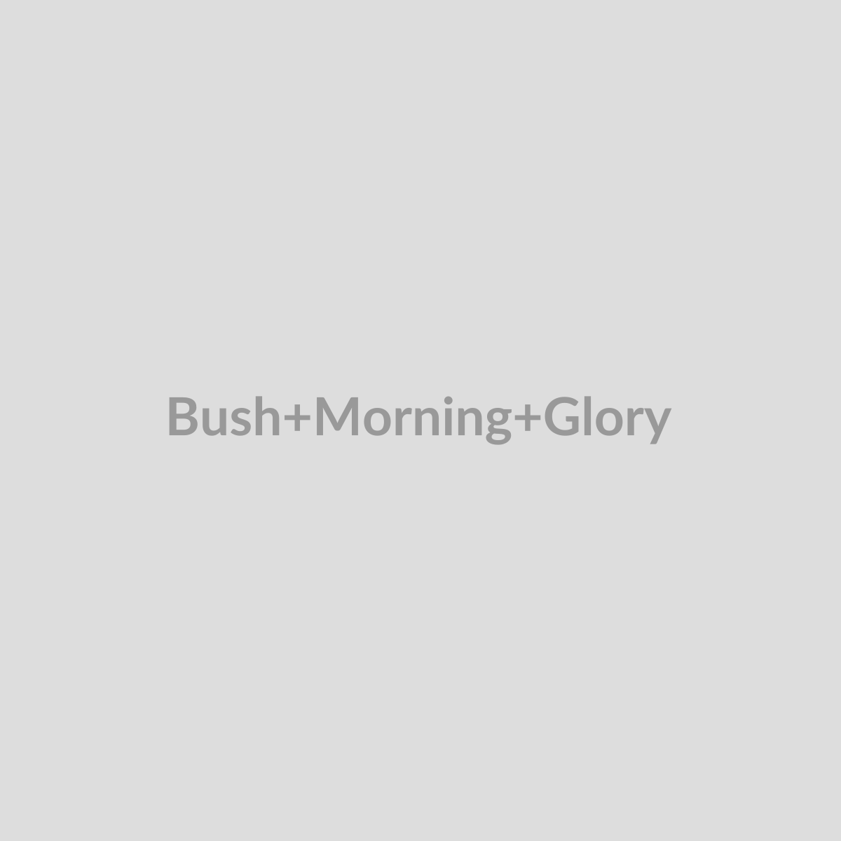 Bush Morning Glory
