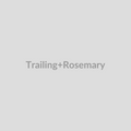 Trailing Rosemary