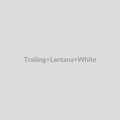 Trailing Lantana White