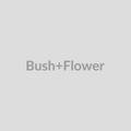 Bush Flower