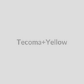 Tecoma Yellow
