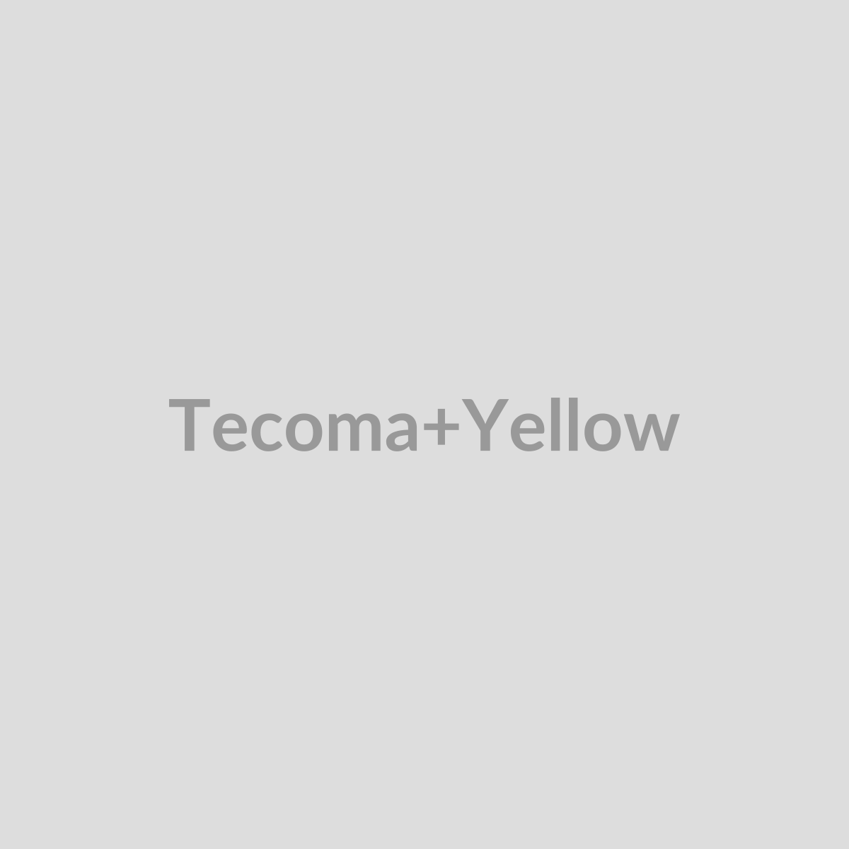 Tecoma Yellow