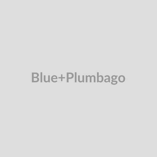 Blue Plumbago
