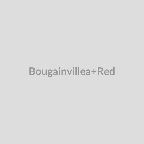 Bougainvillea Red
